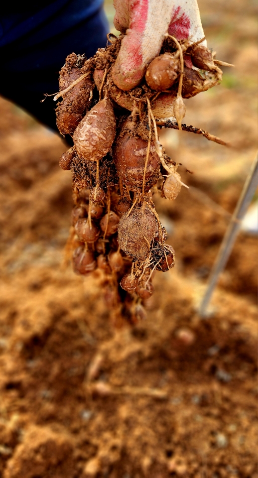 익힌 감자 사진