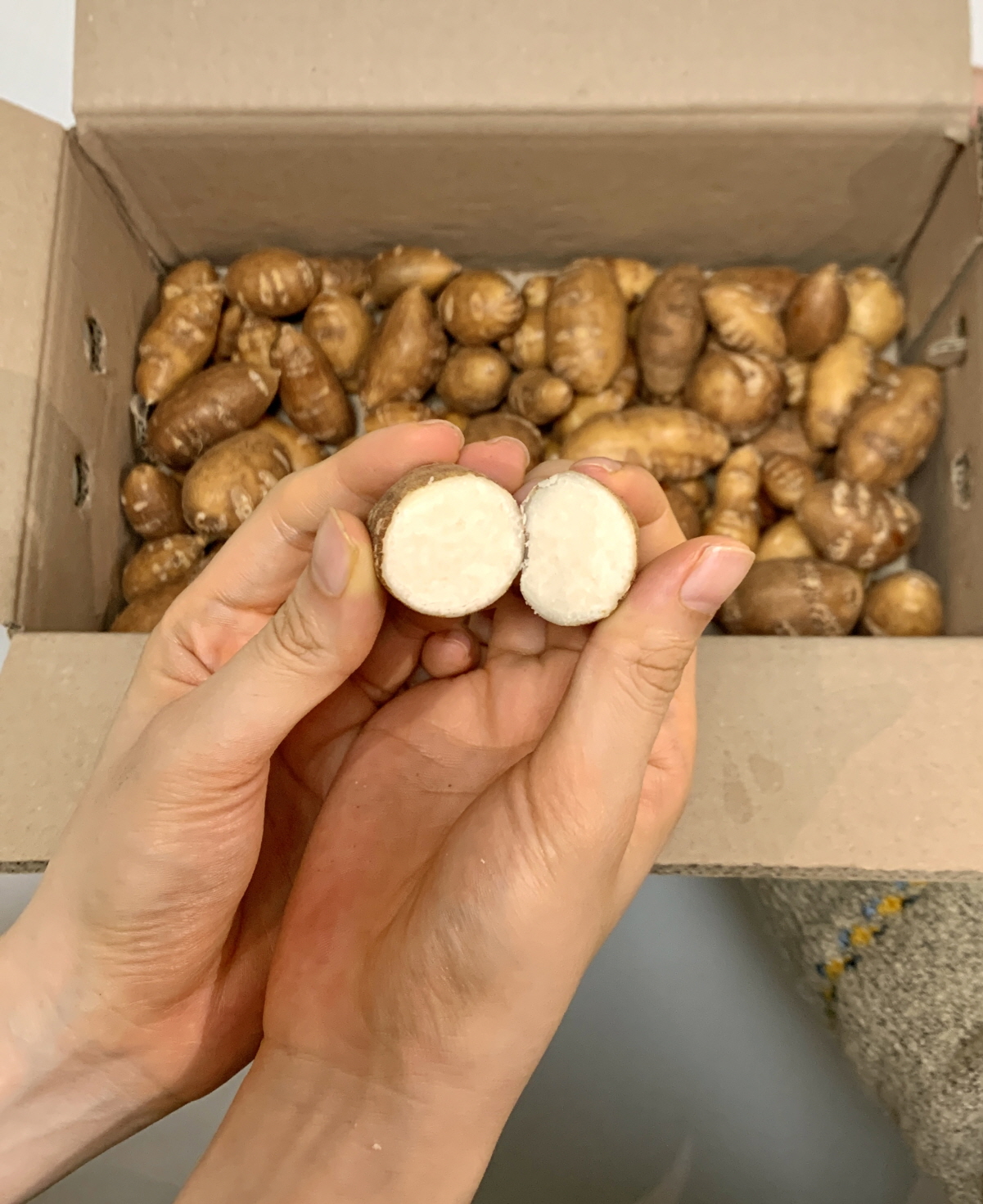 감자 수확 사진