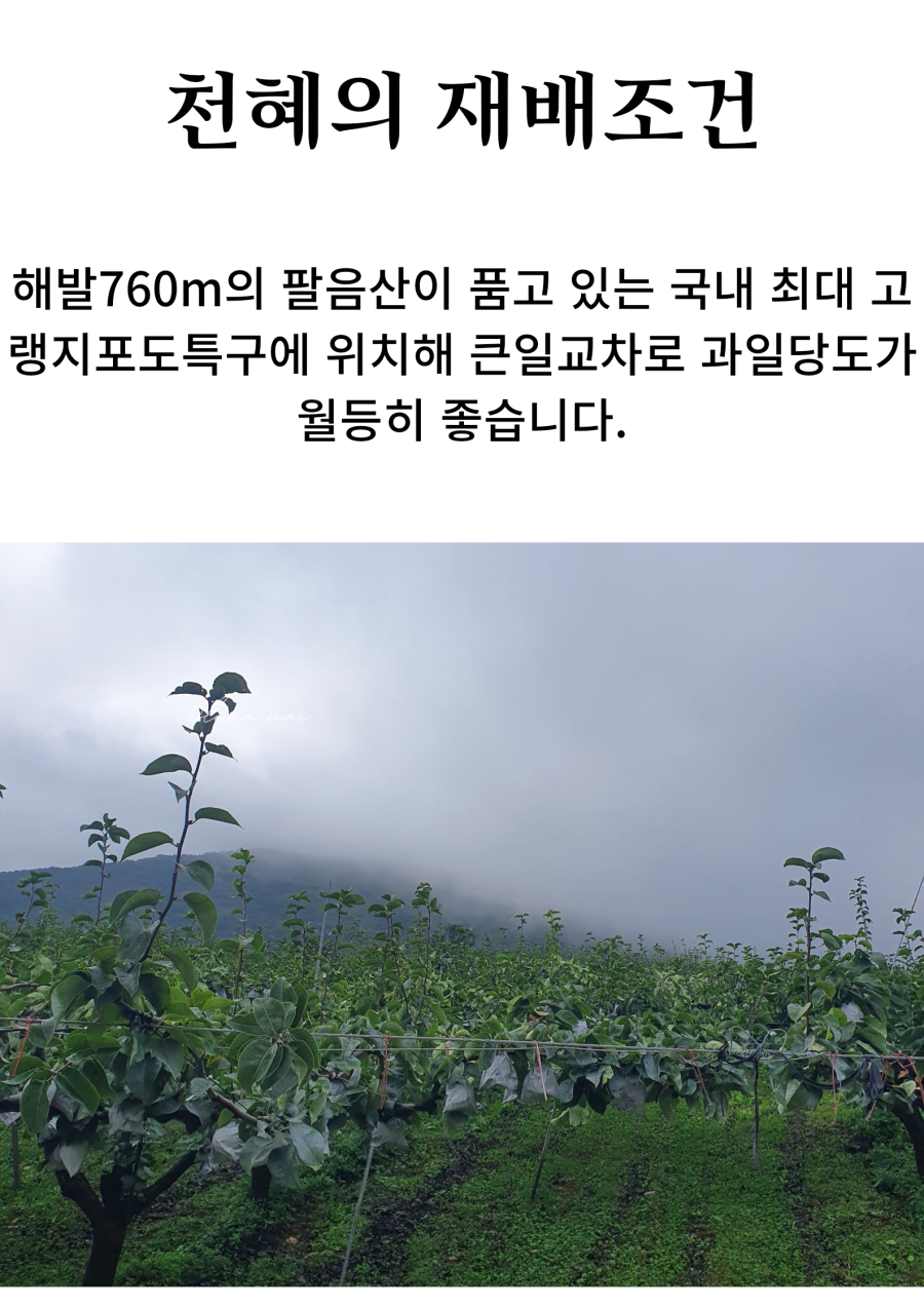 천혜의 재배 조건을 갖춘 해발 760m의 팔음산이 품고 있는 국내 최대 고랭지 포도 특구에 위치해, 큰 일교차로 과일 당도가 월등히 좋습니다.