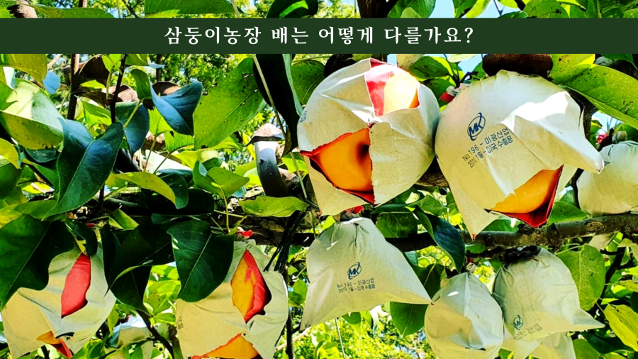 삼둥이농장 배는 어떻게 다를까요? 미광산업 No.196 수출용 - 2011년 ~ 미국 No.196 - 미광산업 2019년 11월 - 미국 수출물
