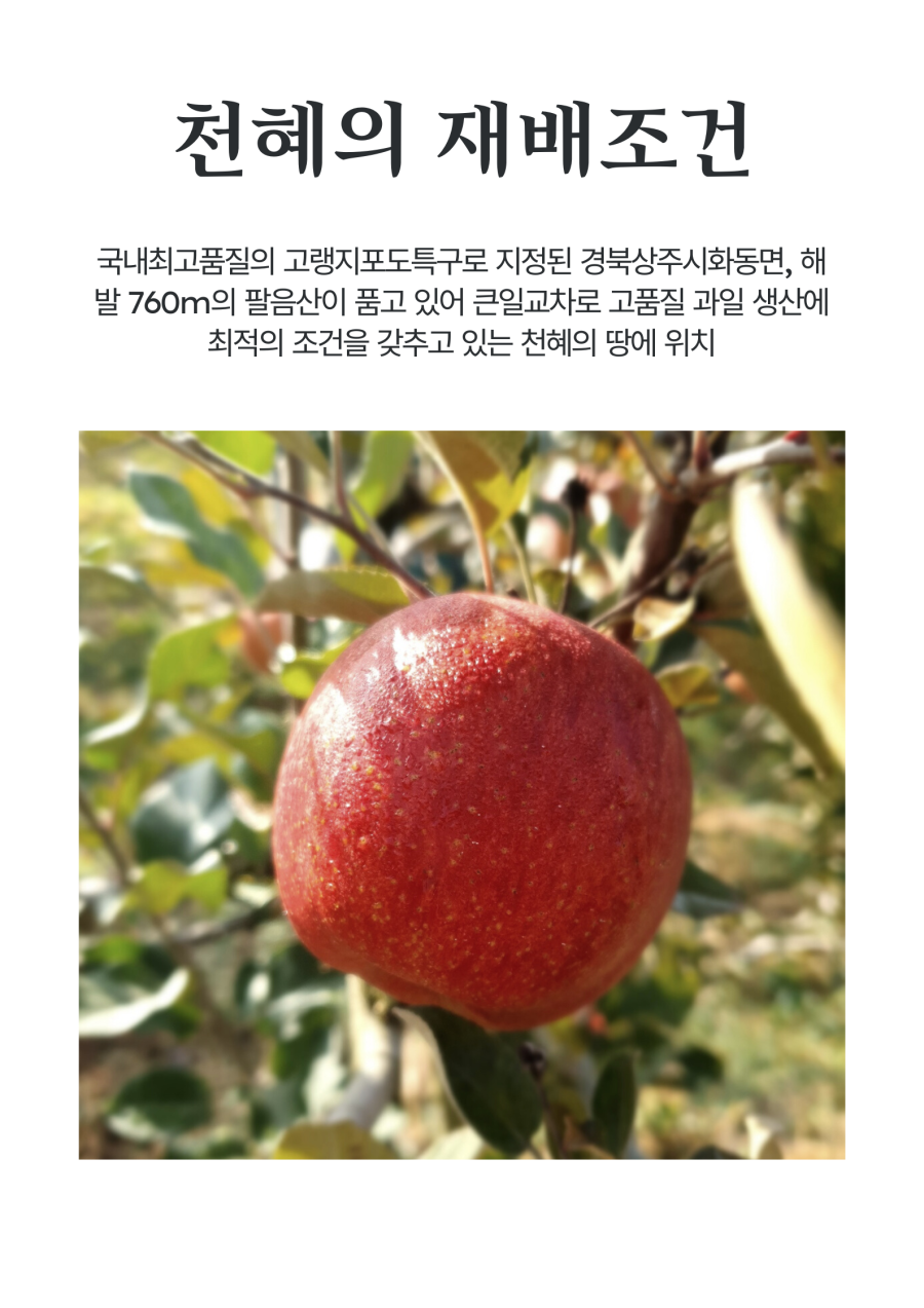 천혜의 재배 조건을 갖춘 국내 최고 품질의 고랭지 포도 특구로 지정된 경북 상주시 화동면은 해발 760m의 팔음산이 품고 있어 큰 일교차로 고품질 과일 생산에 최적의 조건을 갖추고 있는 천혜의 땅에 위치하고 있습니다.