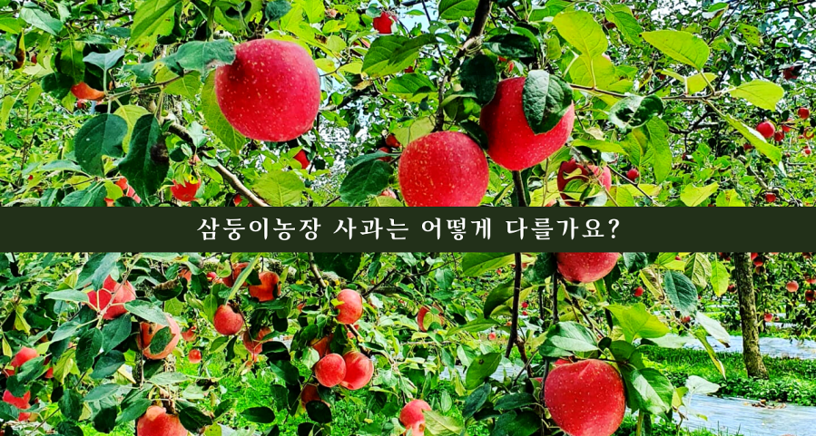 삼둥이농장 사과는 어떻게 다를까요?