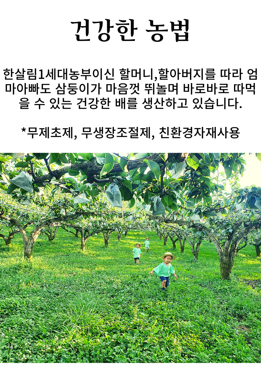 건강한 농법을 실천하는 한살림 1세대 농부이신 할머니, 할아버지를 따라 엄마, 아빠도 삼둥이가 마음껏 뛰놀며 바로 따먹을 수 있는 건강한 배를 생산하고 있습니다. *무제초제, 무생장조절제, 친환경 자재 사용