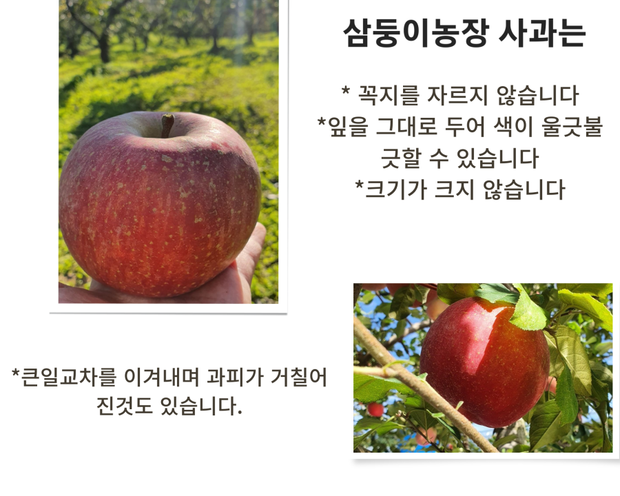 삼둥이농장 사과는 꼭지를 자르지 않습니다. 잎을 그대로 두어 색이 울긋불긋할 수 있습니다. 크기가 크지 않습니다. 큰 일교차를 이겨내며 과피가 거칠어진 것도 있습니다.